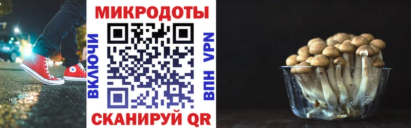 Галлюциногенные грибы Psilocybine cubensis  Елабуга 