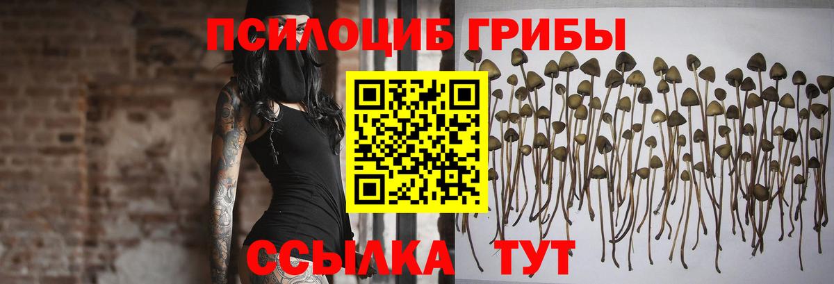 Псилоцибиновые грибы Psilocybine cubensis Елабуга